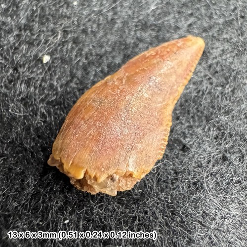 Genuine raptor dinosaur tooth