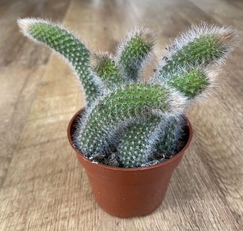 Hildewintera colademononis - hildewintera, |
