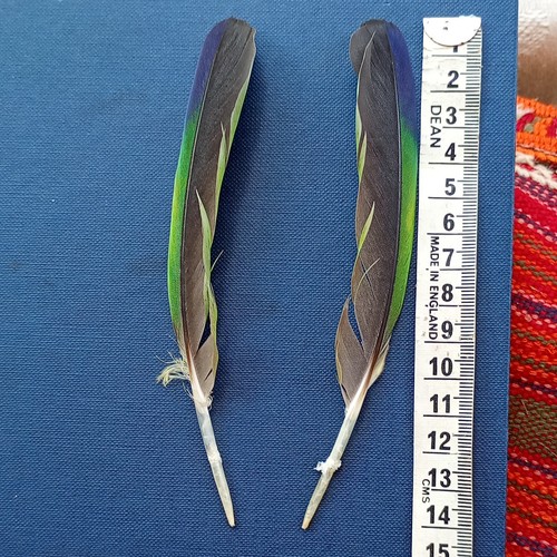 Pair parrot craft - of, feathers