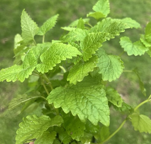 Lemon balm mint bare - lemon,