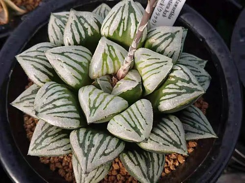 Haworthia mutica crack - haworthia, "