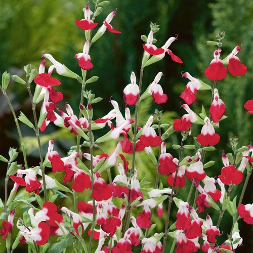 Salvia hot lips vibrant - hot,