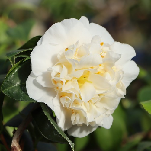 Camellia plant nobilissima - plant, in