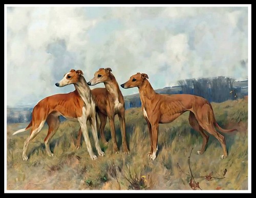 Greyhound dogs group lovely - greyhound,