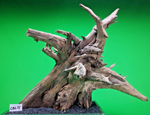 Large corbo root - large,