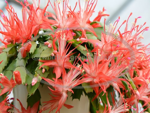 Thanksgiving christmas cactus - thanksgiving/christmas,