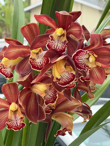 Cymbidium barrita magic flame - cymbidium,