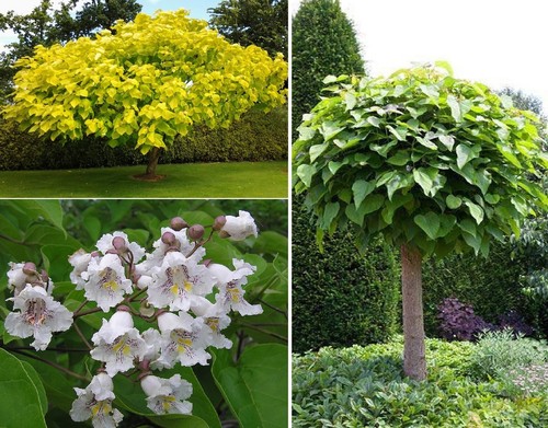 Indian bean tree - tree, catalpa