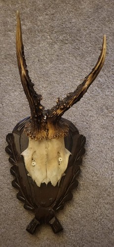 Roe deer antlers - roe,