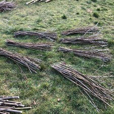 30x 90cm Hybrid Willow
