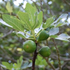 Fig 'Brown Turkey' 4L Plant -