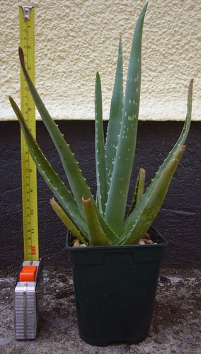 Aloe vera house plant 38cm - vera,
