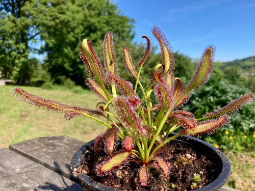 Live drosera capensis baine - live, baine's
