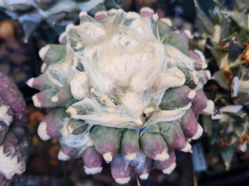 Ariocarpus retusus - , cv