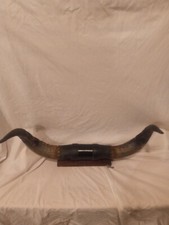 21" Bull Horns  By MP and KD Horn Shop