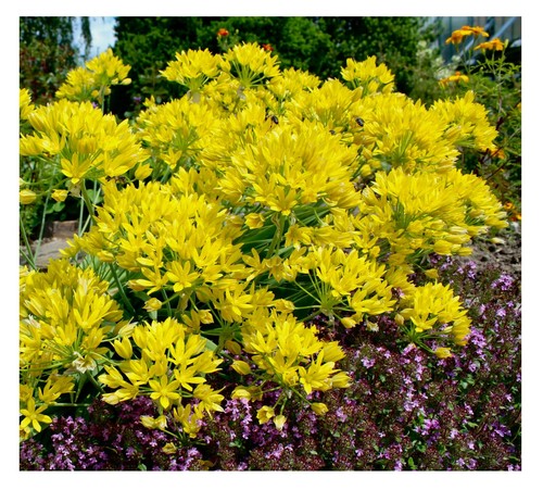 100x yellow allium - yellow,