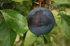Dwarf Plum 'Black Prince' ideal for patio or small gardens