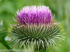 Cotton Thistle Onopordum acanthium  herbal medicinal Biennial 50 seeds