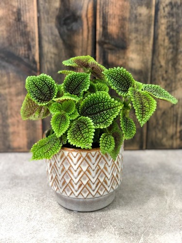 Pilea moon valley tropical - pilea, 'moon