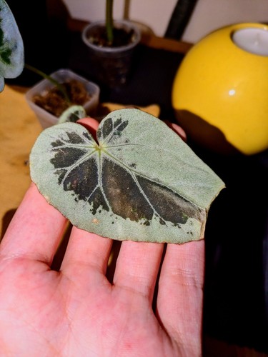 Begonia bukilli silver edge - silver,