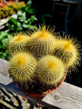 Parodia Leninghausii | The