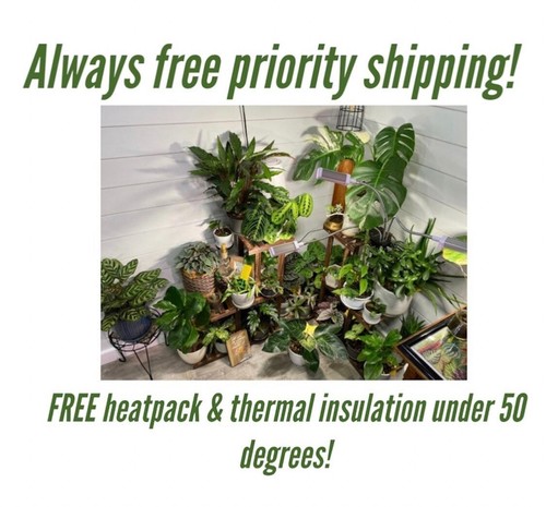 Mystery plant cuttings with - mystery,