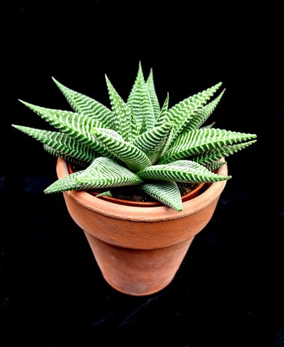 Haworthia limifolia spider - limifolia,