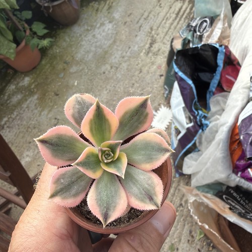 Aeonium sunburst width - sunburst,