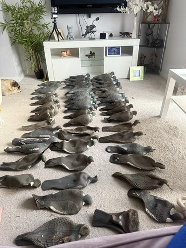 Pigeon decoys set - pigeon,