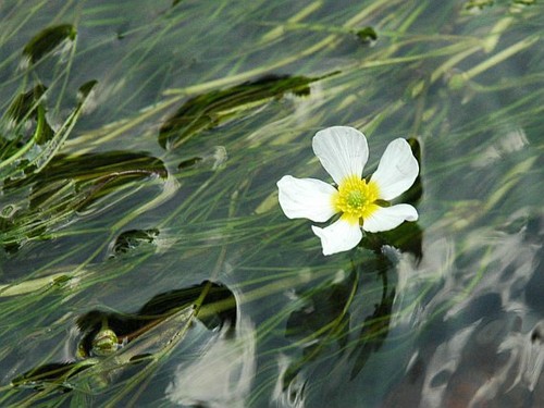 Bunches water crowsfoot - 3,