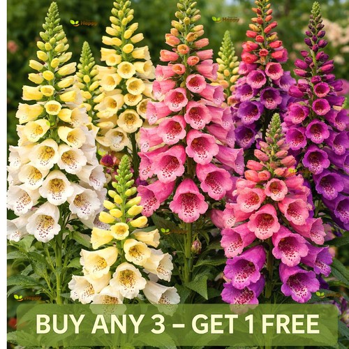 Foxglove excelsior mix 10 - mix,