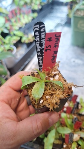 Nepenthes x - amp, bm)