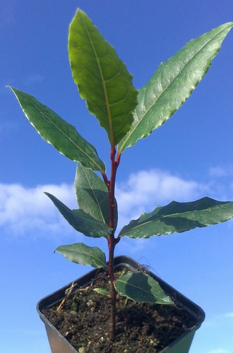 Bay laurel laurus nobilis - laurel,