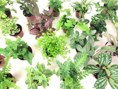 Mini terrarium plants - terrarium,