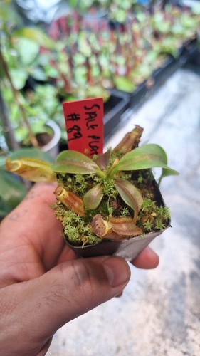 Nepenthes lvb veitchii bario - x,