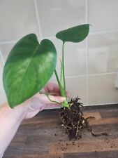 Monstera Deliciosa / Swiss Cheese Plant Cuttings - Large Rooted Cutting