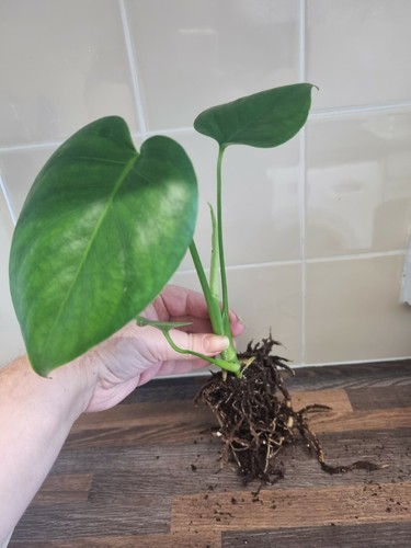 Monstera deliciosa swiss - deliciosa, /