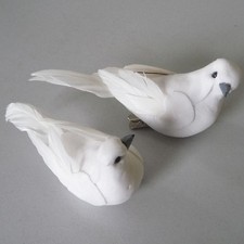 Pair sweet doves - pair, of