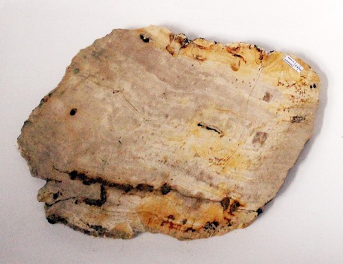 Fossil wood petrified - fossil, wood,