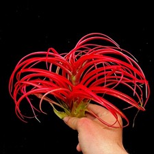 Large Tillandsia Capitata Red Airplant 18-20cm houseplant NO SOIL REQUIRED