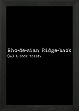 Rhodesian Dog A Sock Thief