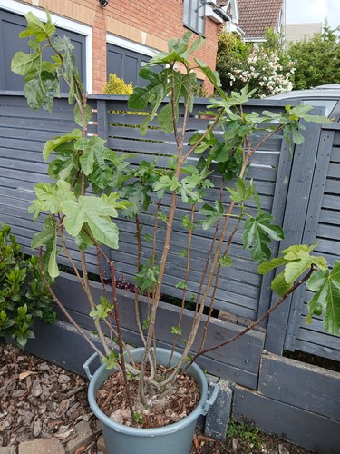 Brown turkey fig beautiful - brown, fig,