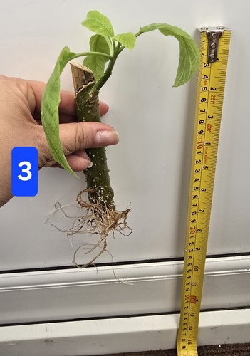 Brugmansia single rooted - brugmansia,