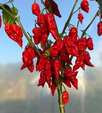Naga Bhut Jolokia Fresh 10
