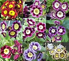 6 x Plug Plants primula auricula Patio Pot or garden Perennial Garden
