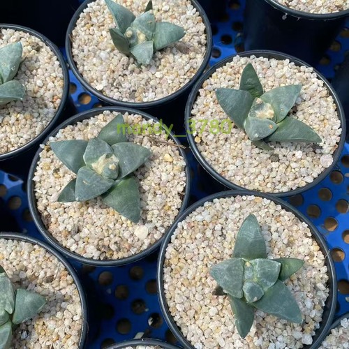 Sale cacti ariocarpus - sale！cacti,