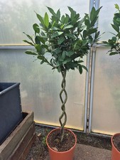 1.25m Double Spiral Stem