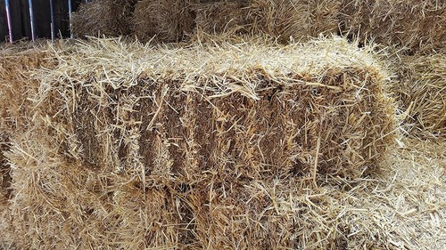 Barley straw full - barley, bale,