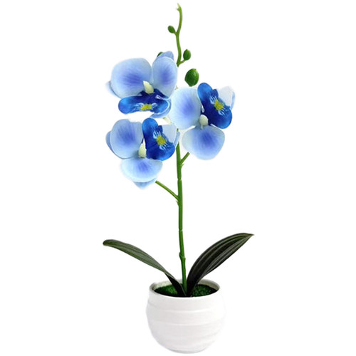 Indoor phalaenopsis orchid - indoor,