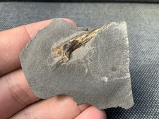 Rare Fossil Fish Jaw, Durham, England. Unidentified sp. Permian, Marl Slate.